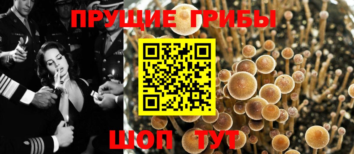 Звенигород  Псилоцибиновые грибы мухоморы  Вход с VPN  Галлюциногенные грибы Psilocybe 
